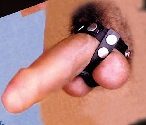 Leren penis ring met balzak deler in zwart met nieten-versiering. Verstelbaar d.m.v. drukknopen.
