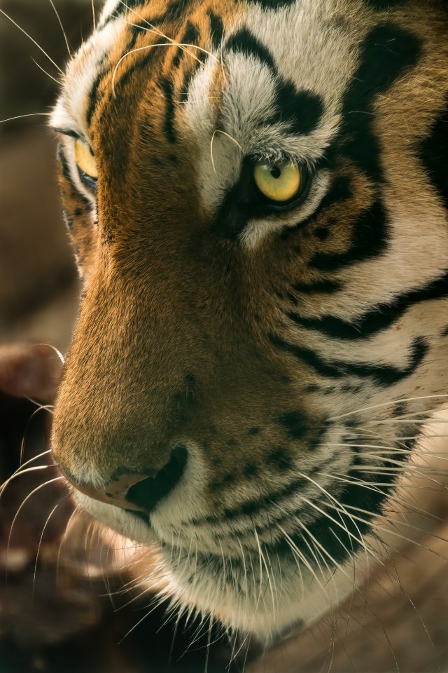 Tijger zoekt Tijgerin — foto 1