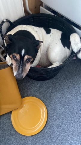 Ervaren meester zoekt sexslavin