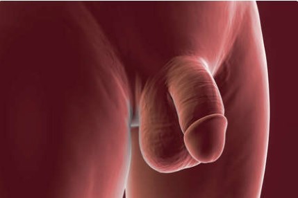 Voor nieuwsgierige vrouwen: ontdek het mannelijke geslachtsdeel zonder