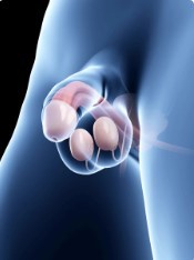 Voor nieuwsgierige vrouwen: ontdek het mannelijke geslachtsdeel zonder